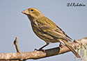 Carpodacus purpureus